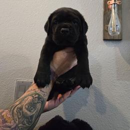 Megara - Black female Cane Corso puppy in St. Augustine, Florida from RG2 Cane Corsos