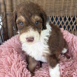 Bernedoodle puppies from Harmony Hill Doodles