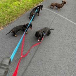 Dachshund Puppies from Doxie Acres