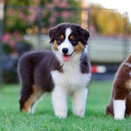 Bass - Black tri-color male Australian Shepherd puppy in Stephenville, Texas from Diamond H Aussies