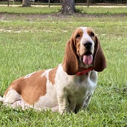 Ruby - Basset Hound
