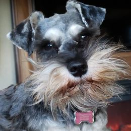 Miniature Schnauzers from Tina Lusk's Miniature Schnauzers