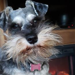 Miniature Schnauzers from Tina Lusk's Miniature Schnauzers