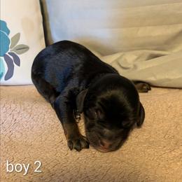 Boy 2 - Black and tan male Cockapoo puppy in Sunset, Louisiana from Cano Cockapoos