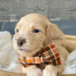 Mr. Green-2800 - Cream male Dachshund puppy in Ocala/Gainesville, Florida from From the Heart Doxies