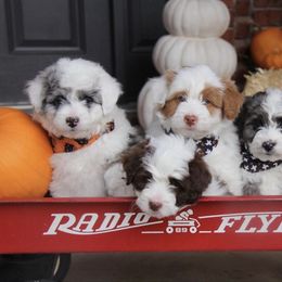 Aussiedoodle and Goldendoodle Puppies from Skyridge Doodles