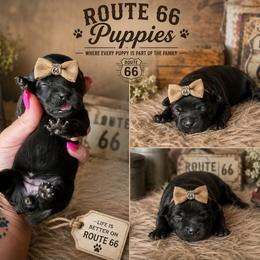 Channel - Black female Shihpoo puppy in Delphos, Ohio from Route 66 Poodles & Doodles, Sapphire Shih-tzu's of Ohio