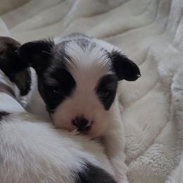 Boy 2 - Red white and sable male Papillon puppy in Florida from Tammy's Papillon Playpen