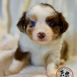 Page - Red merle female Toy Australian Shepherd puppy in East Berlin, Pennsylvania from Dusty Spring Australian Shepherds, LLC