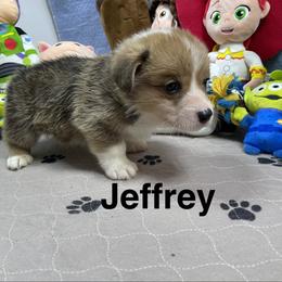 Jeffrey - Sable male Pembroke Welsh Corgi puppy in Apison, Tennessee from Ashmore Corgis