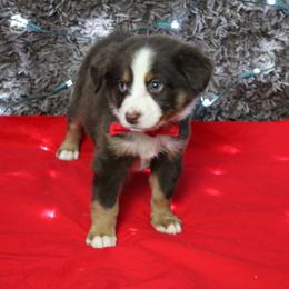 Cavapoo and Miniature Australian Shepherd Puppies from Alexander Canines
