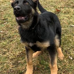 German Shepherds from Delaney Working Dogs