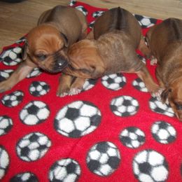 Rhodesian Ridgeback Puppies from ApacheRidge Ranch