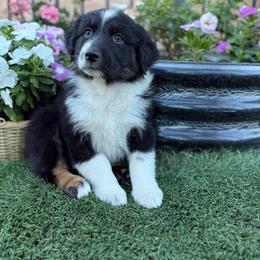Girl 3 - Black tri-color female Australian Shepherd puppy in San Bernardino, California from Zermeno Ranch