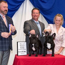 French Bulldog All Grown Up from Windswept French Bulldogs