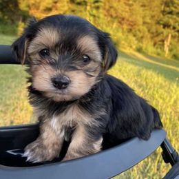 Biewer Terriers and Yorkshire Terriers from Rock Creek Yorkies