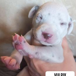 Vulpix (White collar) - White and liver brown female Dalmatian puppy in Raymondville, Missouri from Wagner's Dalmatian's