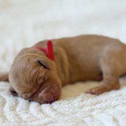 Dolley - Red - Dark golden female Golden Retriever puppy in San Martin, California from Church Creek Retrievers