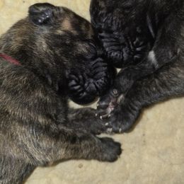 Doberman Pinscher and Great Dane Puppies from Draggin Dobermans & Great Danes