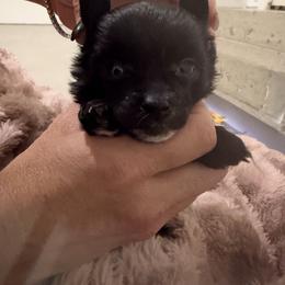 Female 4 - Black female Chinese Crested puppy in Salt Lake City, Utah from Naked & Famous