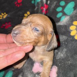 AKC Flower - Dapple female Dachshund puppy in Knoxville, Tennessee from Thea's Puppies