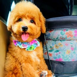 ButterCup - Apricot female Maltipoo puppy in Sugar Land, Texas from Celebrity Maltipoos