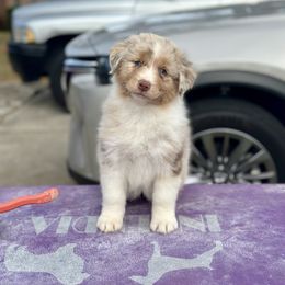 Sunny - Red merle Australian Shepherd puppy in Augusta, Georgia from Incendia Aussies & Dobies