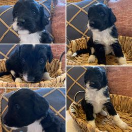 Boy 6 - Aussiedoodle puppy in Decatur, Alabama from Flint Creek Doodles