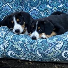 Entlebucher Mountain Dog Puppies from Ironclad
