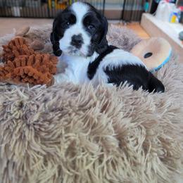 Milo (Brown) AKC Pre-Registered - Black and white male Cocker Spaniel puppy in Midlothian, Virginia from Swift Creek Cocker Spaniels