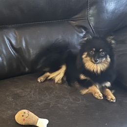 Bailey - Pomeranian
