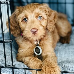 Australian Labradoodle Puppies from Victoria Creek Australian Labradoodles