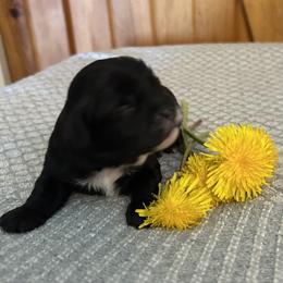Muffin - Black female Cavapoo puppy in Milan, Illinois from Poppy Garden Doodles