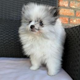 Brutus - Blue merle male Pomeranian puppy in San Jacinto, California from Savvypomeranians