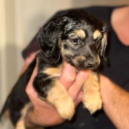 Lou - Black and cream male Dachshund puppy in Conway, Missouri from Ozark Mountain Kennel