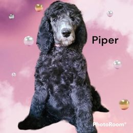 Girl Brown Collar - Silver Poodle puppy in Indianapolis, Indiana from Hickory Hills Poodles