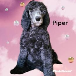 Girl Brown Collar - Silver Poodle puppy in Indianapolis, Indiana from Hickory Hills Poodles