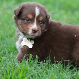 Springer - Red tri-color male Australian Shepherd puppy in Cookeville, Tennessee from Spring Creek Aussies