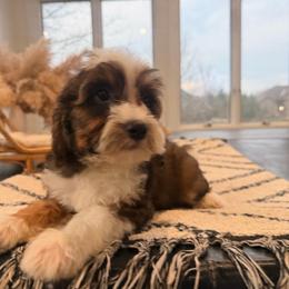 Rigatoni - Sable male Aussiedoodle puppy in North Royalton, Ohio from Johnson's Doodles