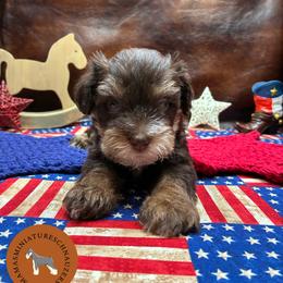 Kiwi - Liver female Miniature Schnauzer puppy in Phoenix, Arizona from Sabrina's Miniature Schnauzers