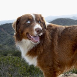 Levi - Australian Shepherd