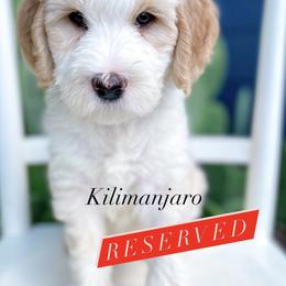 Bernedoodle, Goldendoodle, and Poodle Puppies from Penny and The Pups