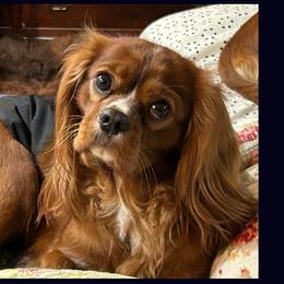 Cavalier King Charles Spaniel puppies from Dream Maker Cavaliers