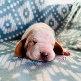 PG1 - Red and white female Basset Hound puppy in Britton, South Dakota from K&S Canines