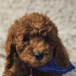 Bernedoodles, Bernese Mountain Dogs, Cavapoos, Goldendoodles, and Poodles from Happy Valley Puppies