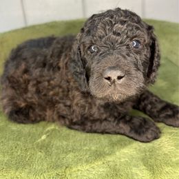 Alina - Brown and white female Aussiedoodle puppy in Monroe, North Carolina from The Klepper Homestead