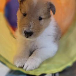 Collie Puppies from Curtain Call Collies
