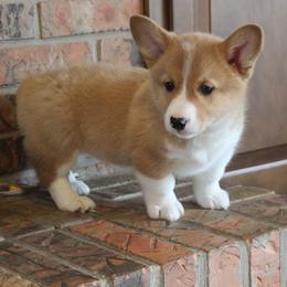 Willy - Red male Pembroke Welsh Corgi puppy in North Manchester, Indiana from Covered Bridge Corgis