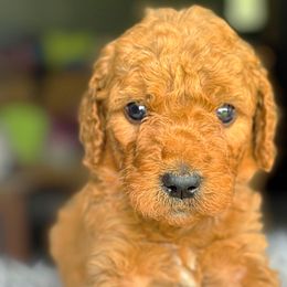 Boy 2 - Goldendoodle puppy from North Star Dog Training