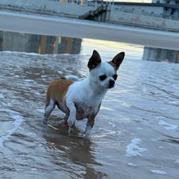 Tater - Chihuahua
